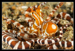 Wonderpus in Lembeh Strait, 
D300, Nikkor 60mm AF-S Macro by Kay Burn Lim 